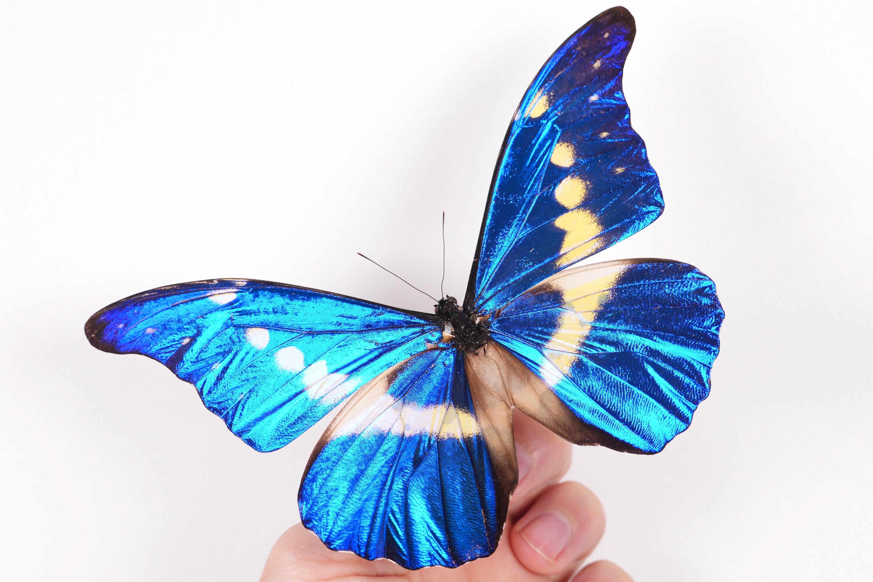 Morpho Rethenor Helena Peru (PE) - Wild Caught - Real Metallic