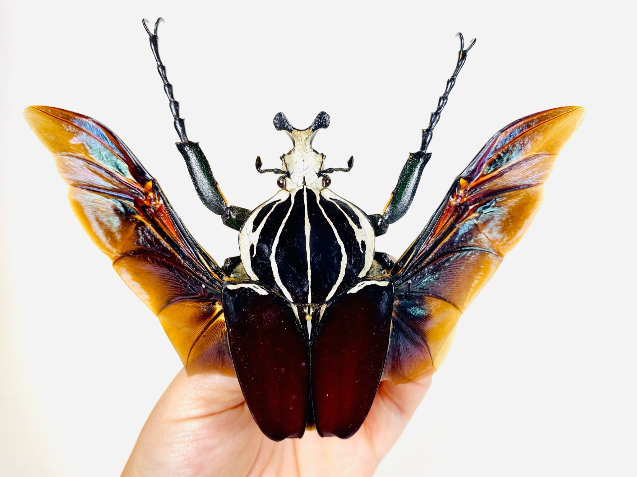 Goliathus Goliatus Kenya (KE) - Wild Caught - Goliath Beetle