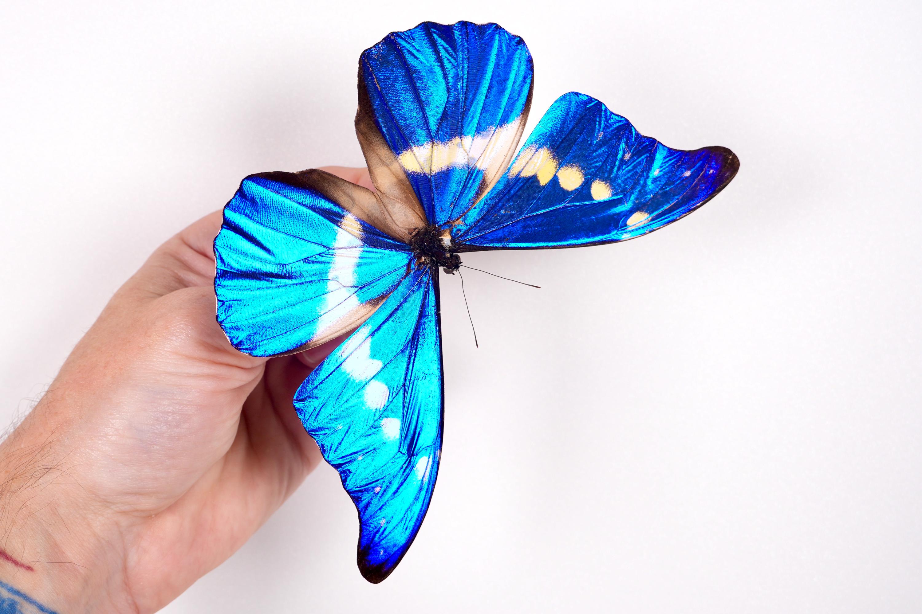 Morpho Rethenor Helena Peru (PE) - Wild Caught - Real Metallic