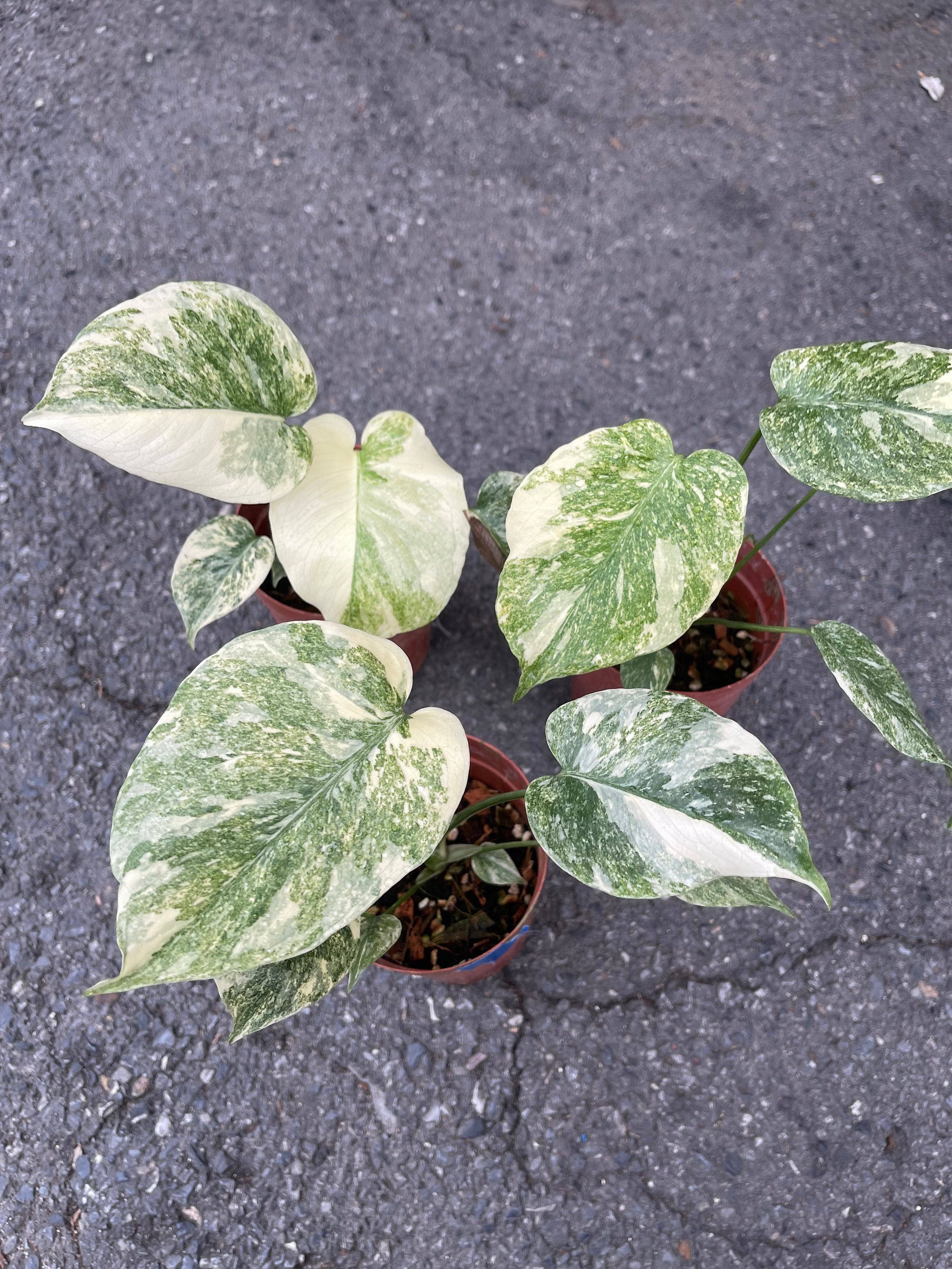 モンステラ レガシー 斑入り (小サイズ) 1本 - Etsy 日本