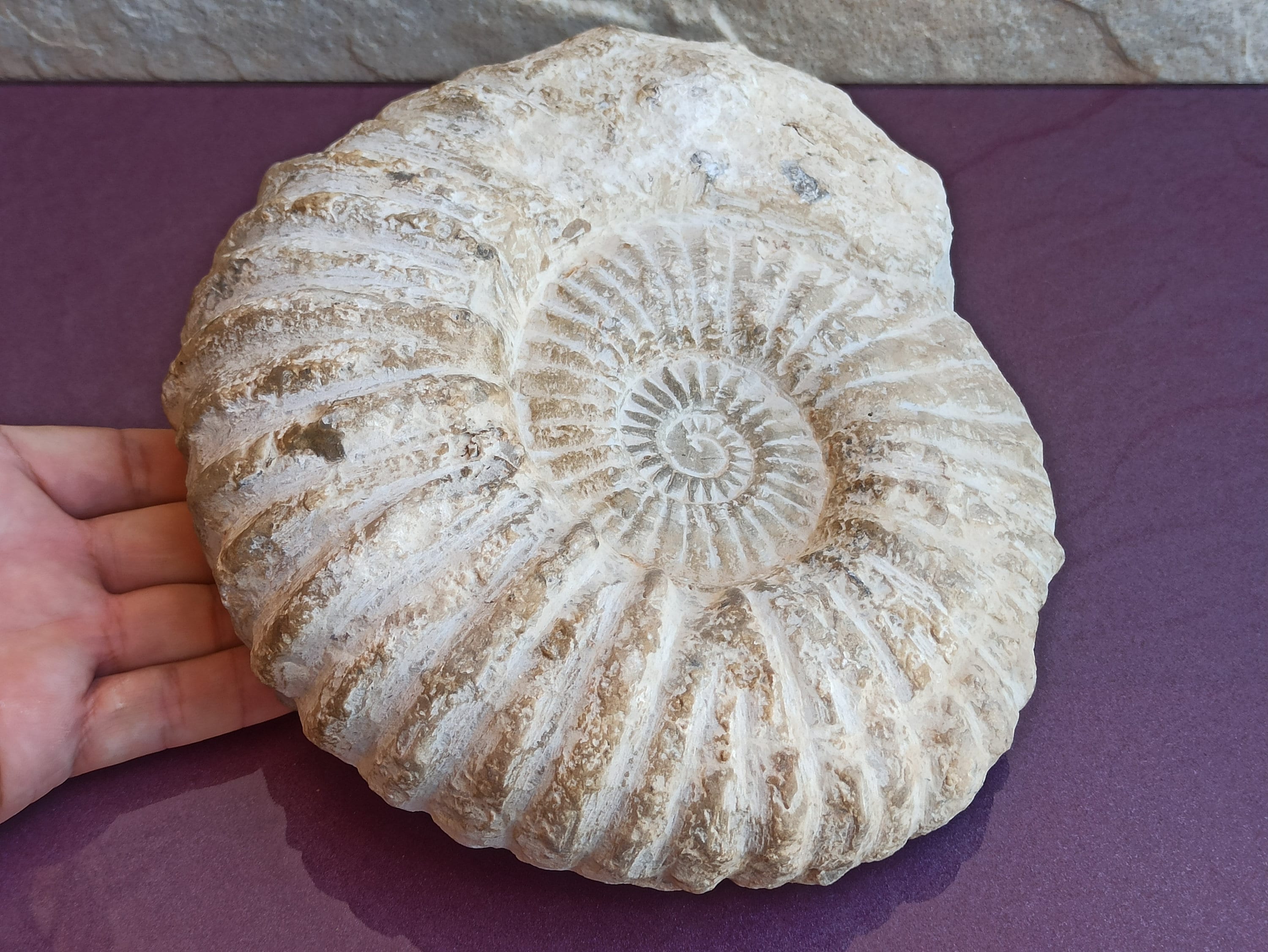 大型アンモナイト化石：天然オウムガイの殻と結晶（3.5kg） - Etsy 日本