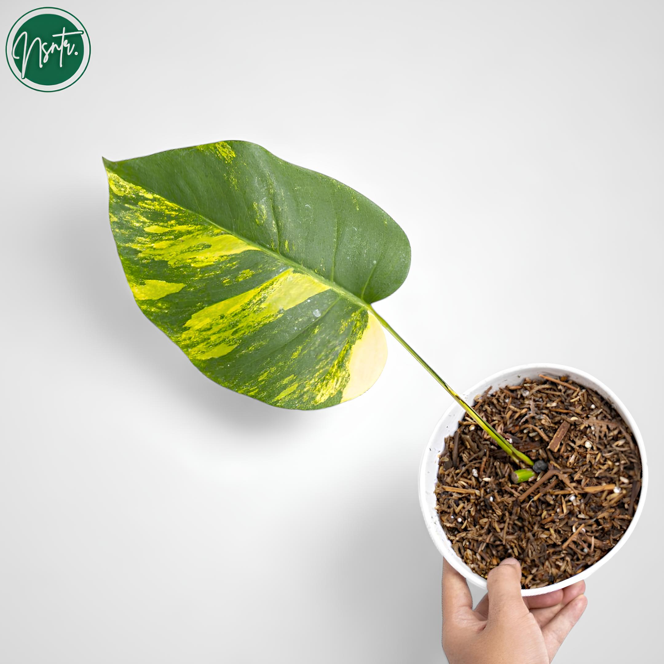 Monstera electro light - Etsy 日本