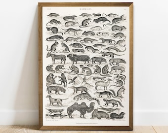 Illustrated Mammals Print - Natural History Nursery Art - Etsy
