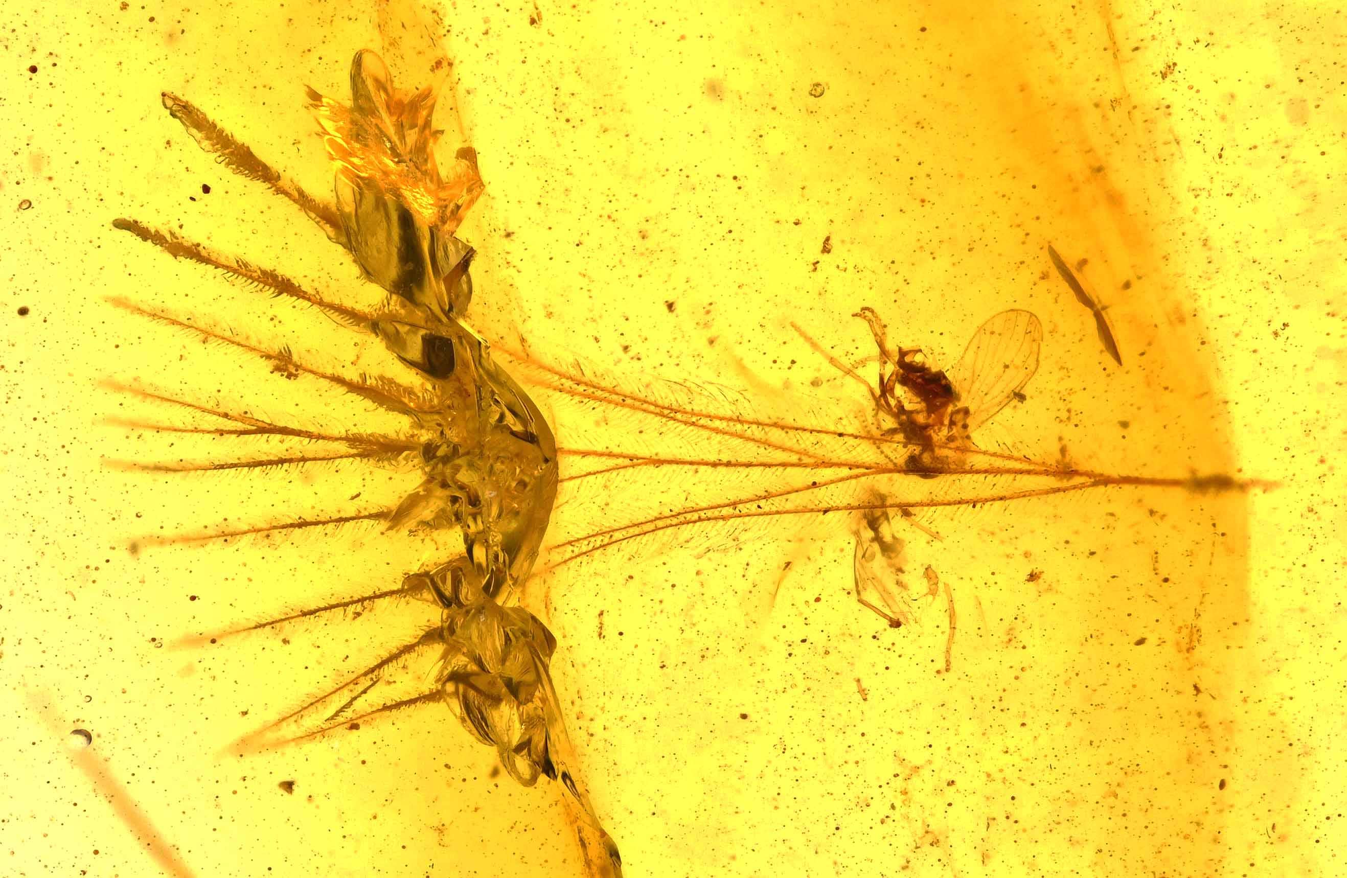 ビルマ産琥珀に含まれる希少な鳥類の羽毛の化石 - Etsy 日本