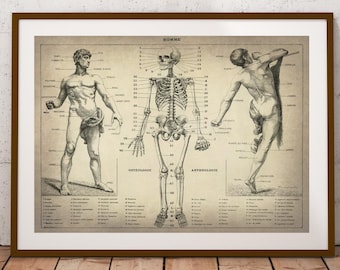 人体骨格解剖学 ヴィンテージ 1940 年代 高解像度デジタル画像 図 骨