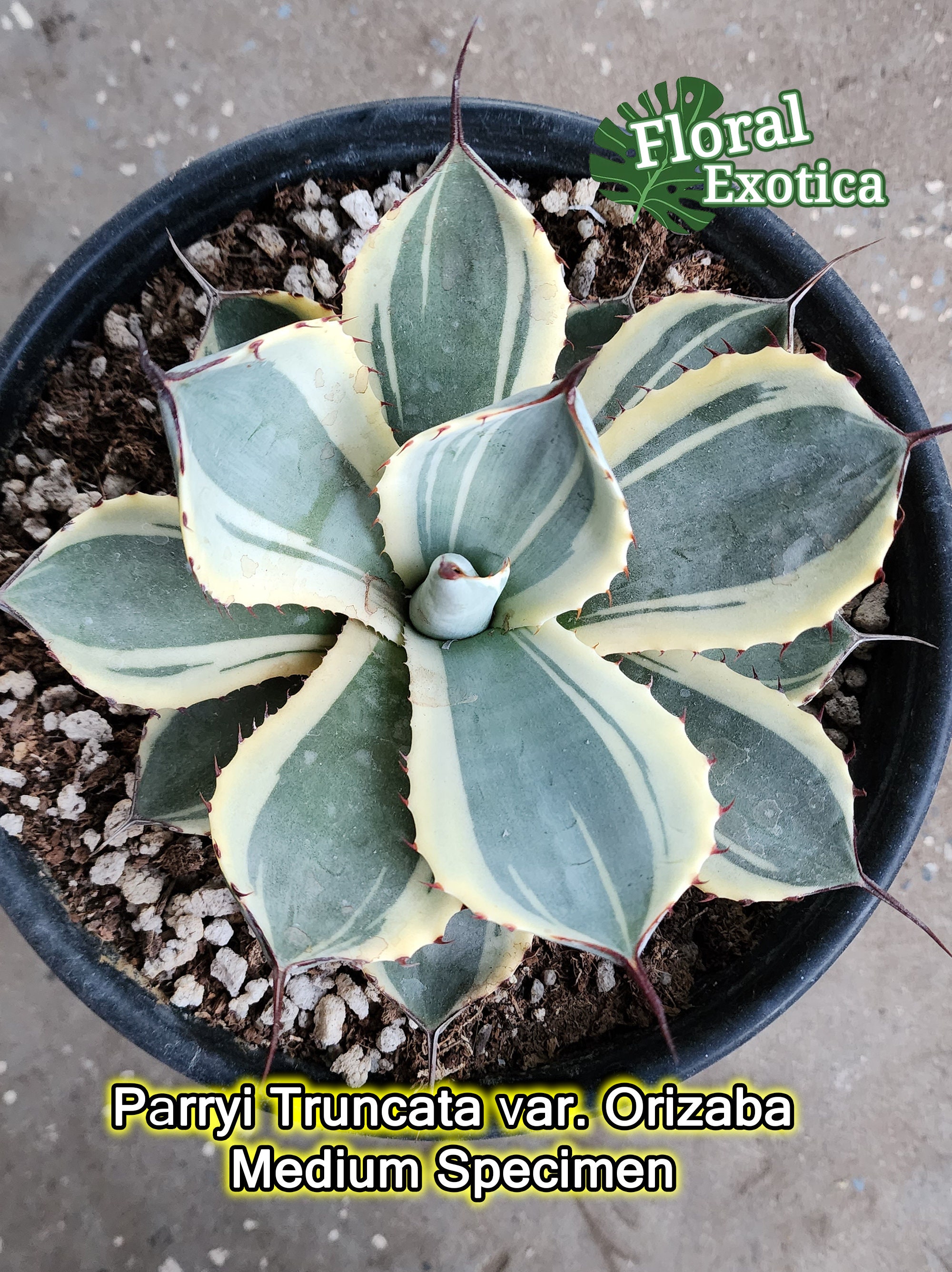 Agave Parryi Truncata 'Orizaba' - アガベ パリー トランカタ