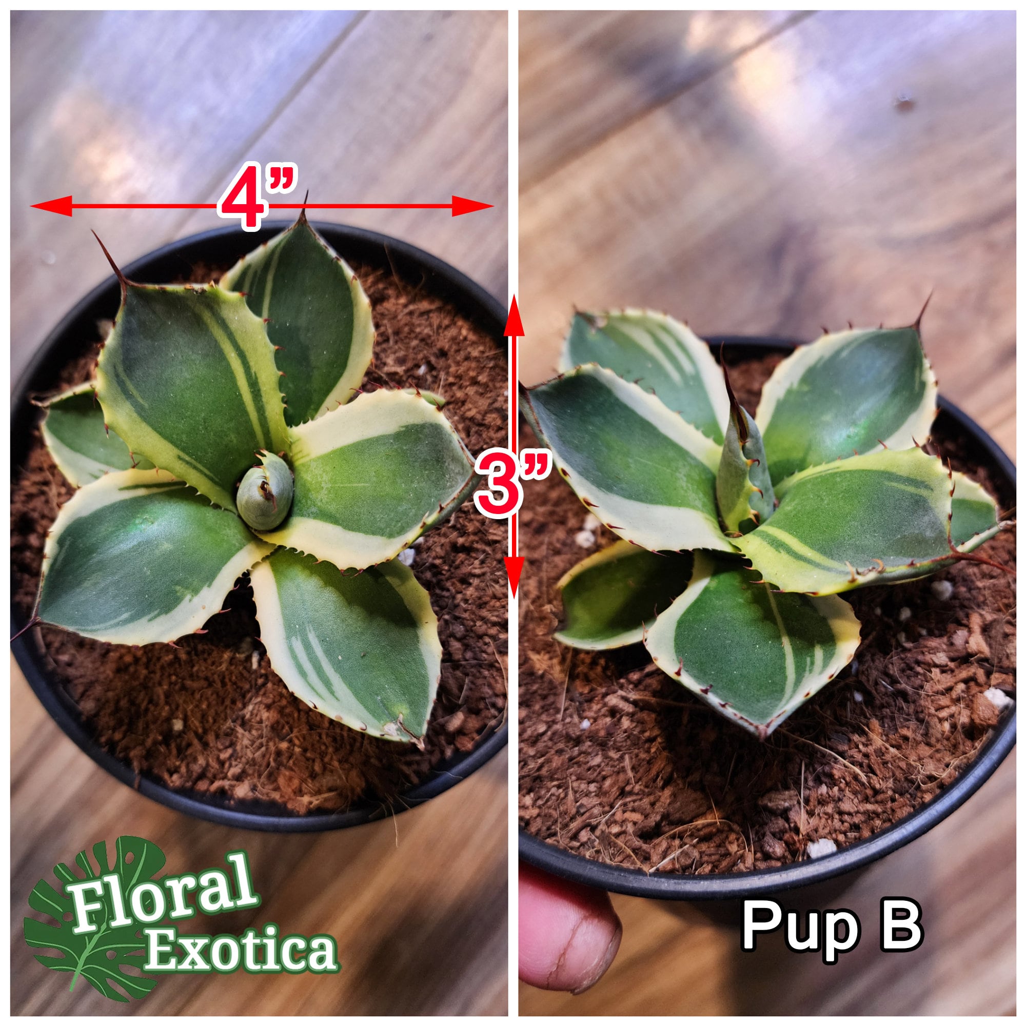 Agave Parryi Truncata 'Orizaba' - アガベ パリー トランカタ