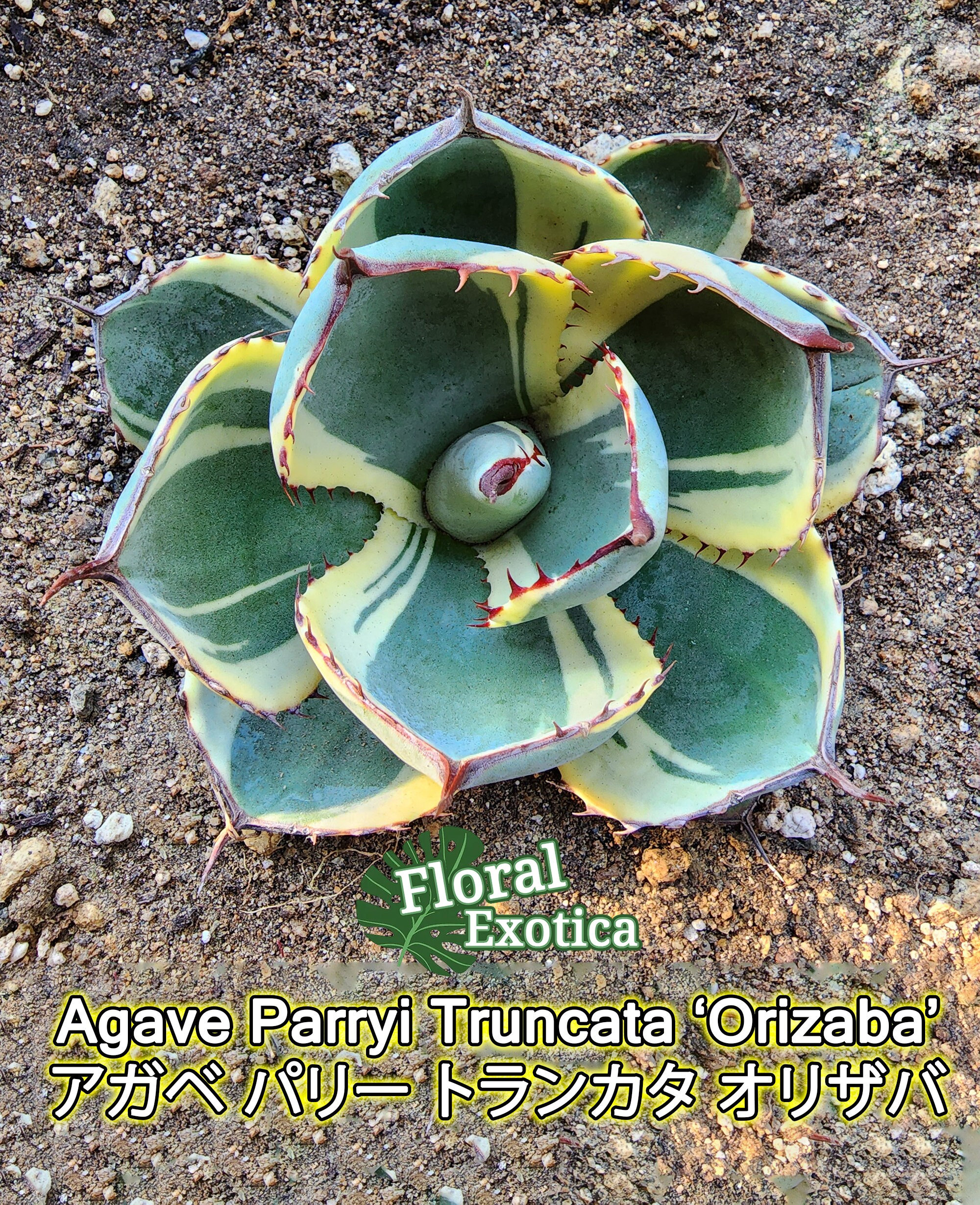 Agave Parryi Truncata 'Orizaba' - アガベ パリー トランカタ