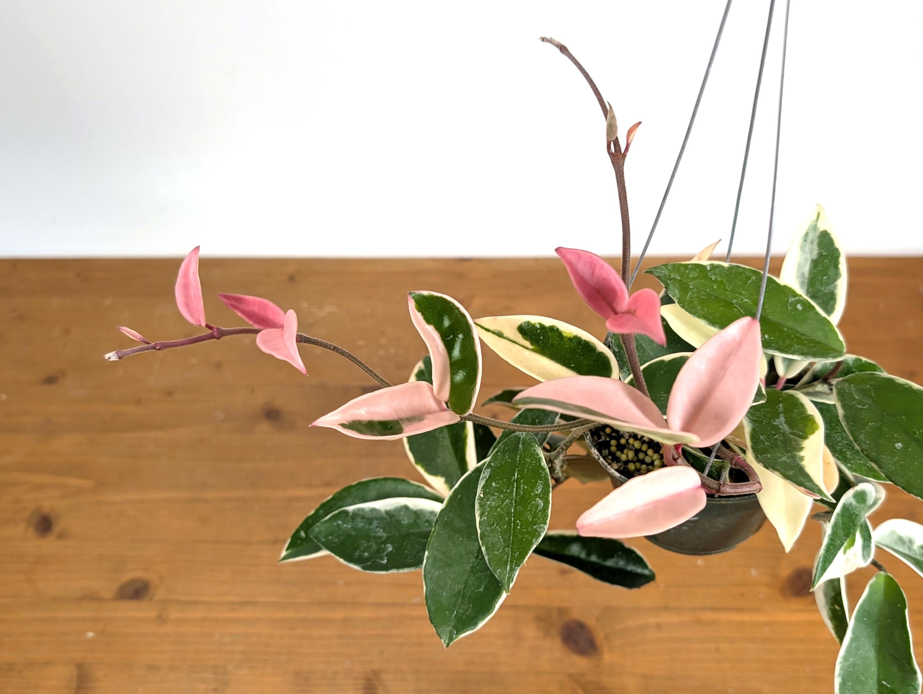 Hoya Krimson Queen Albo Carnosa - Live Fragrant Flowering Plant