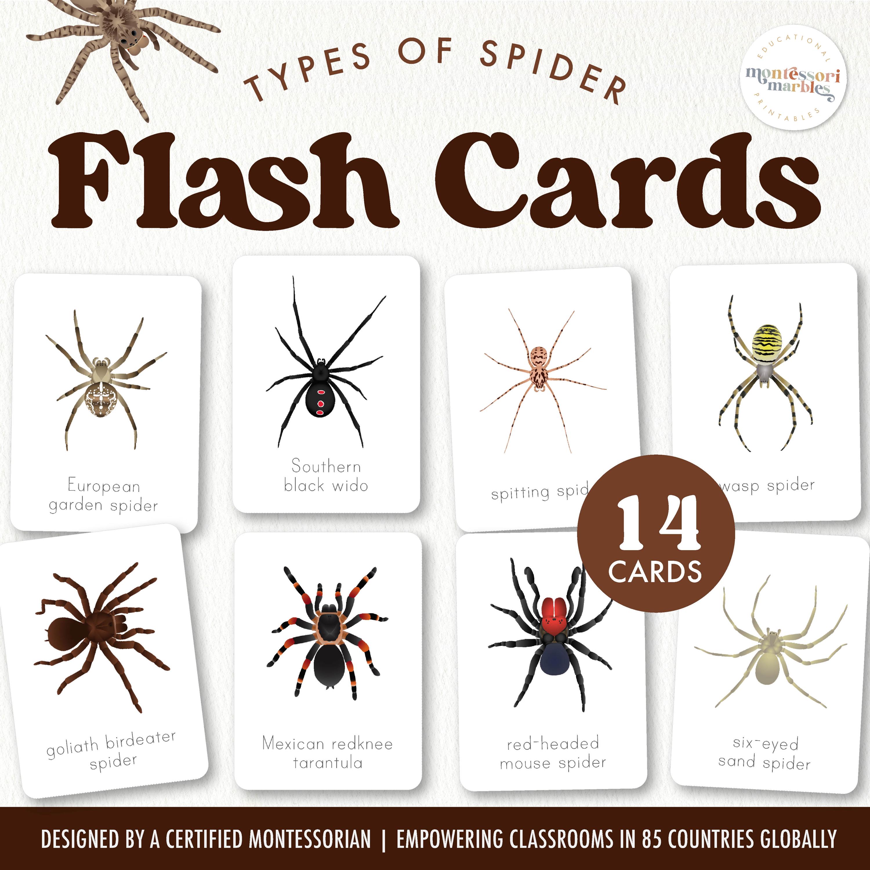 Spider Flash Cards | 14 Arachnid Species Science Learning | Ages 4