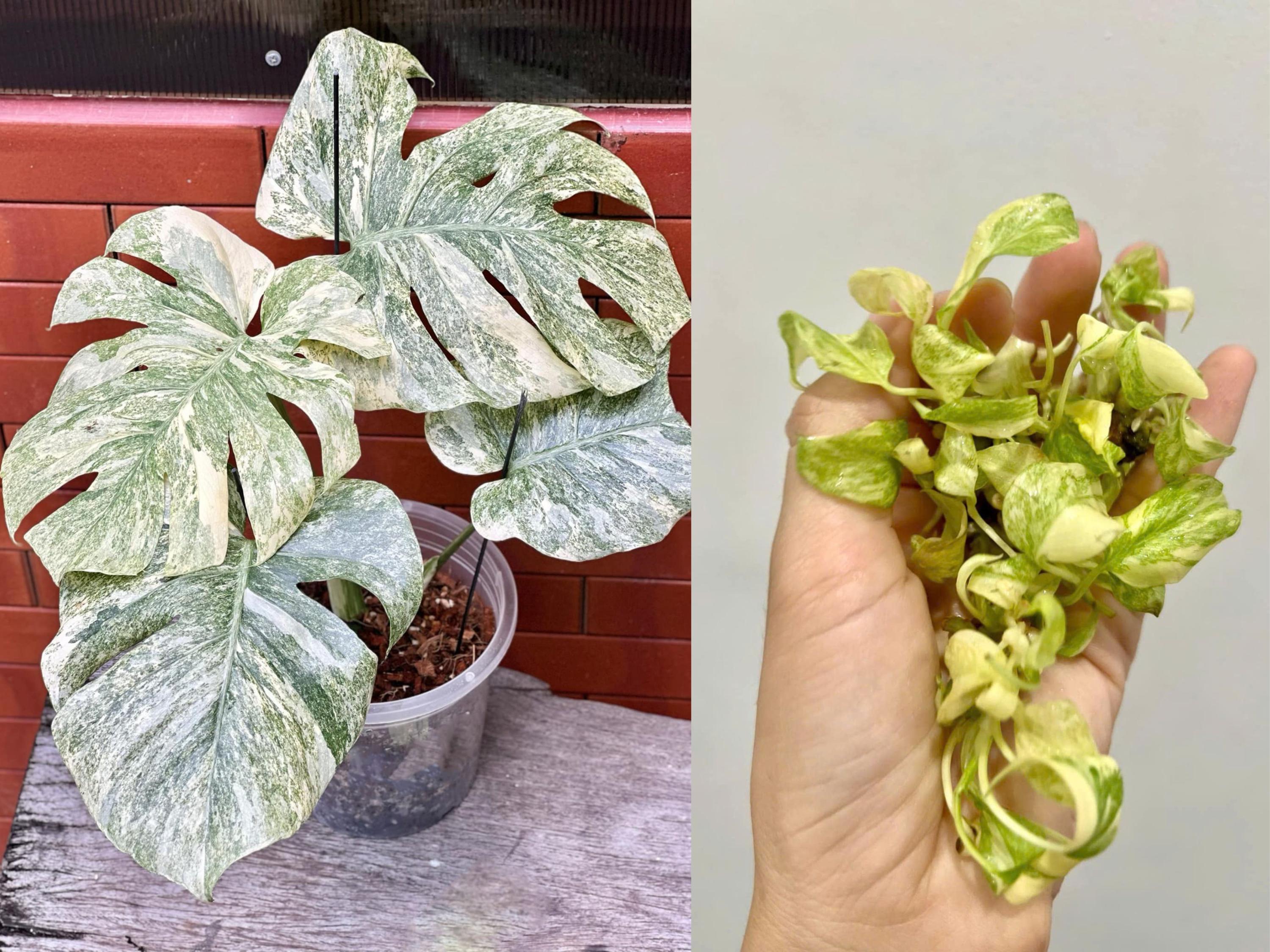 j*@様 ms30モンステラ デリシオーサ レガシー 斑入り legacy Va 超希少