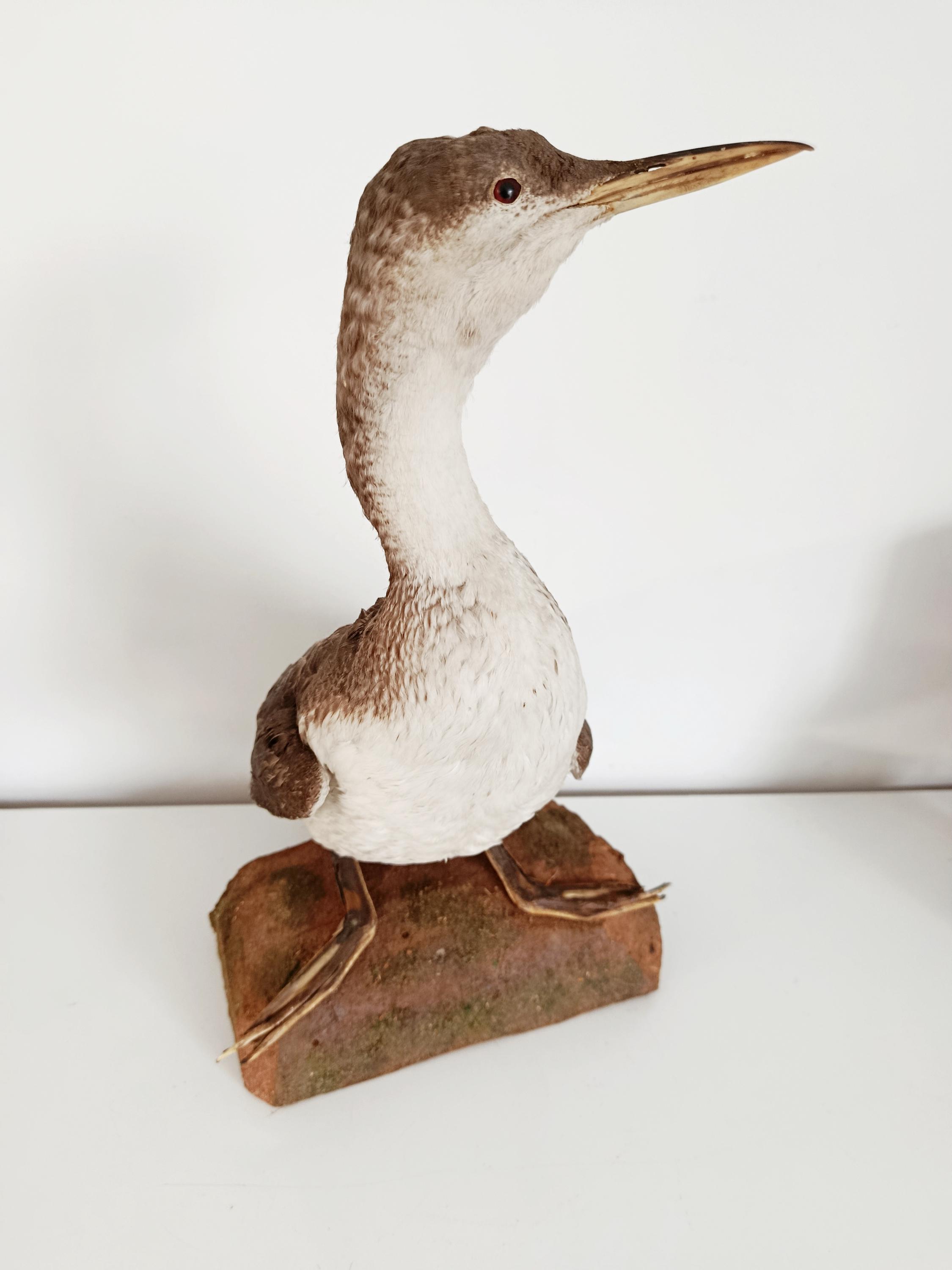 Grebe taxidermy - Etsy 日本
