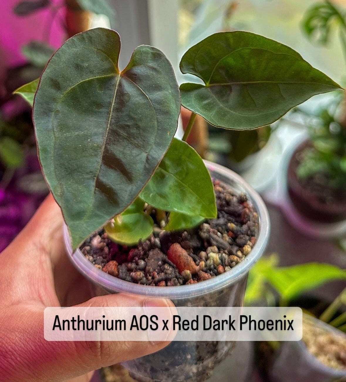 Anthurium Ace of Spades (AOS) X Red Vein Dark Phoenix (RVDP