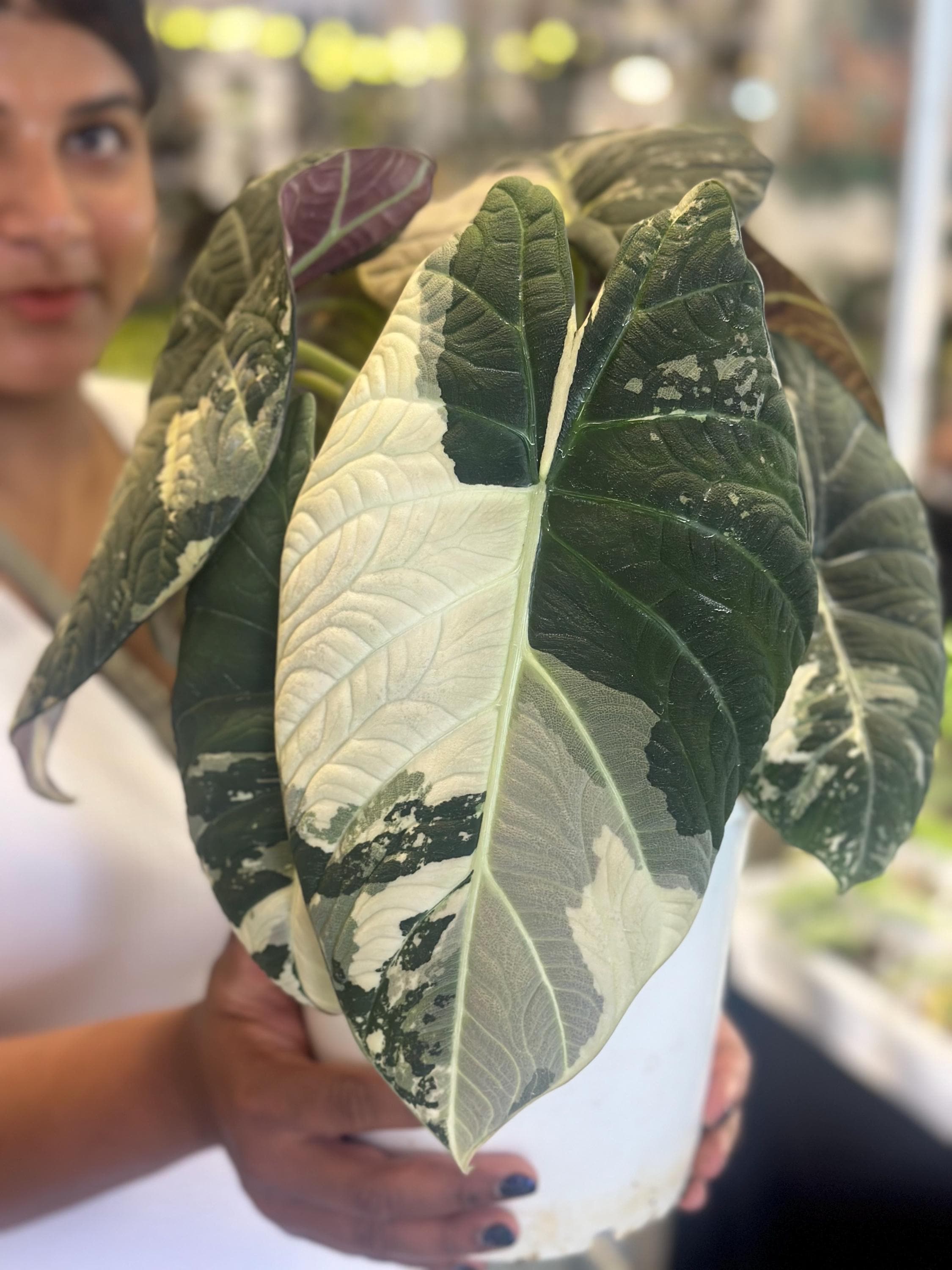 Variegated alocasia maharani - Etsy 日本