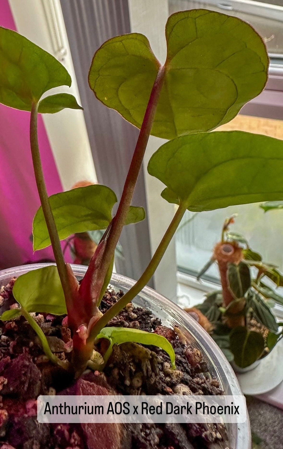 Anthurium Ace of Spades (AOS) X Red Vein Dark Phoenix (RVDP