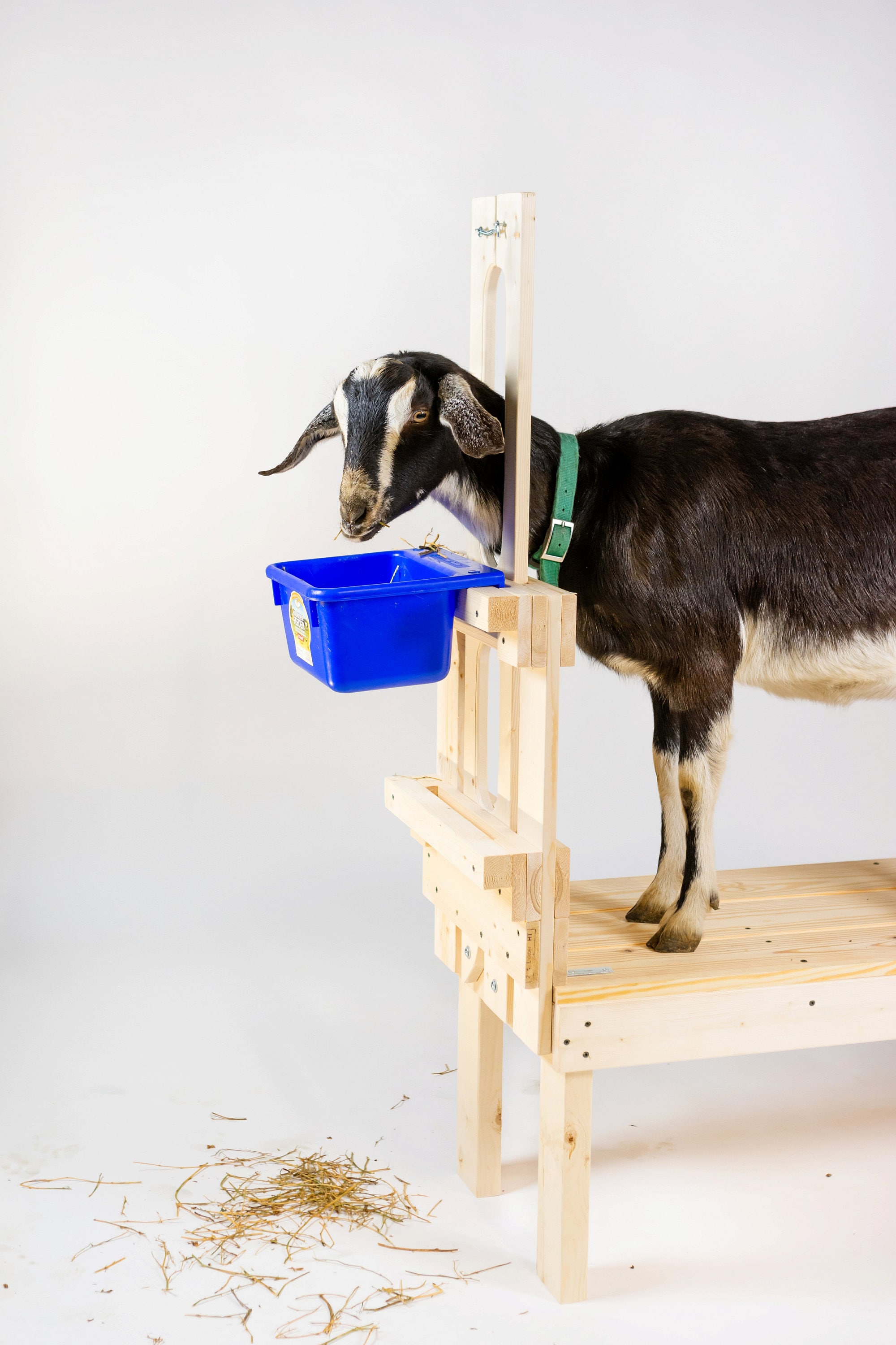 Dual Goat Stand - Fits Full Size Breeds and Nigerian Dwarf / Pygmy