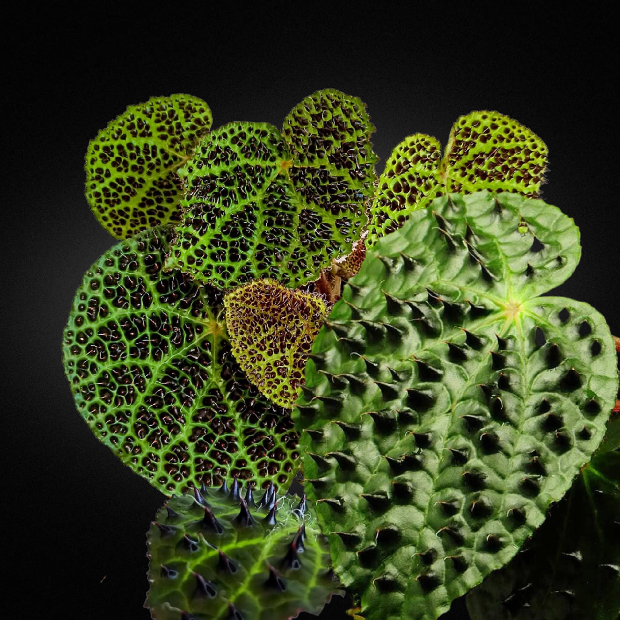 強烈なベゴニア - ベゴニア フェロックス - 希少植物種 - トゲトゲ