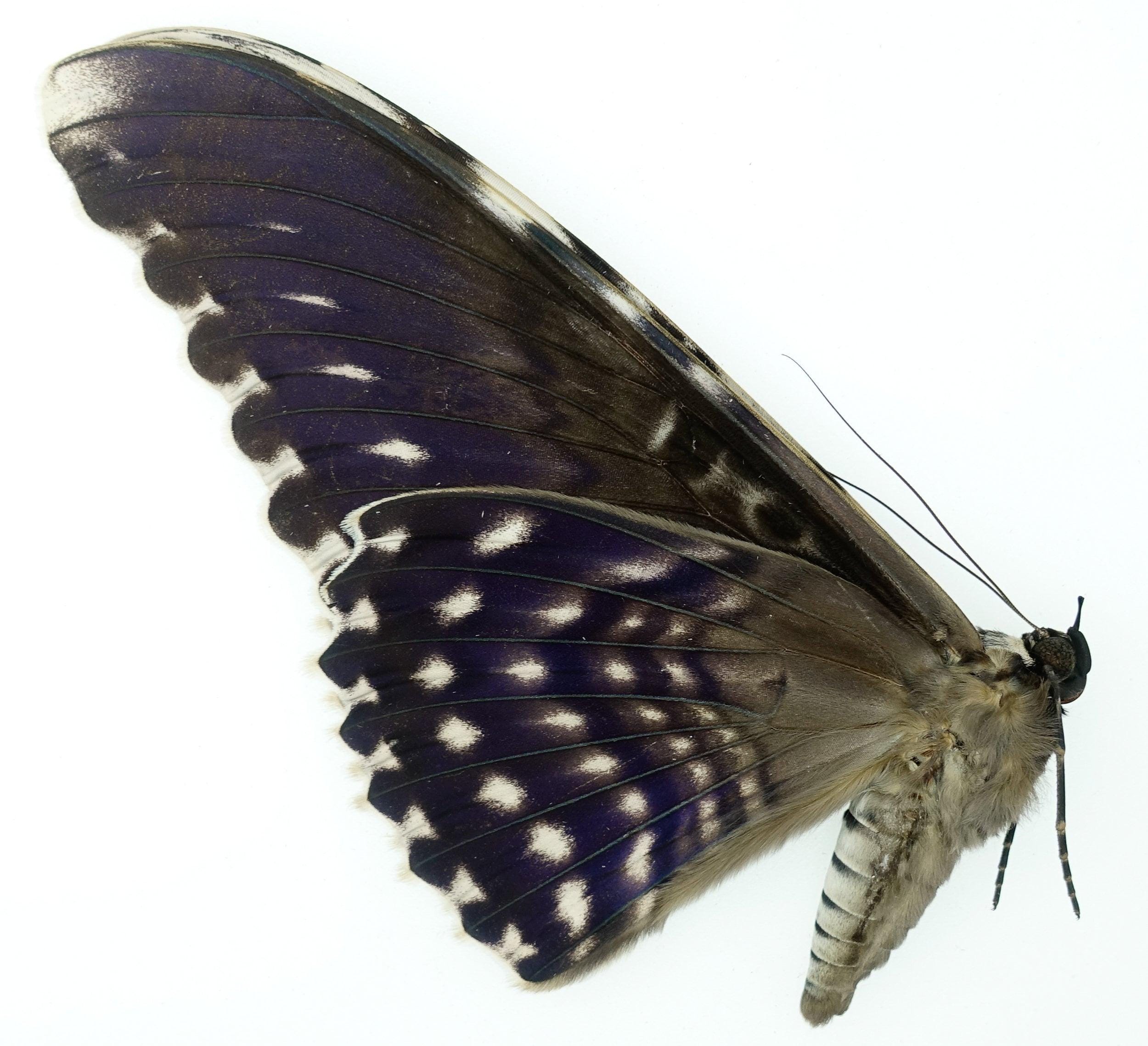 Ceranchia Apollina - Etsy