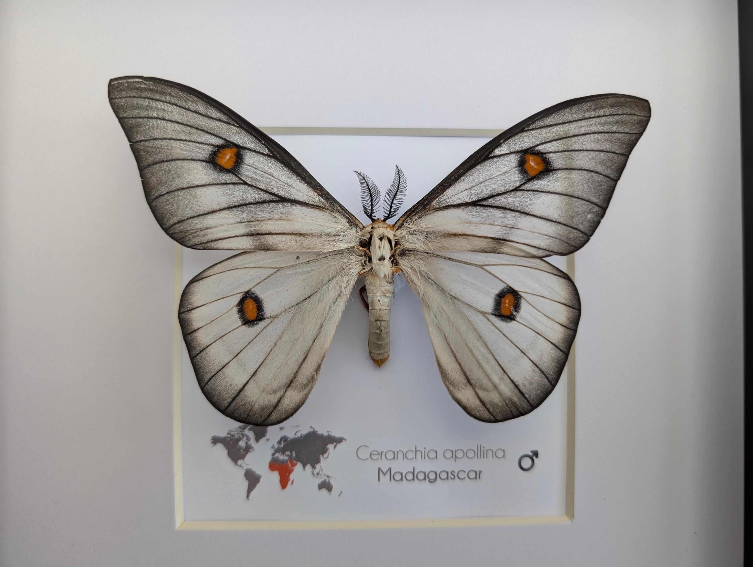 標本 Ceranchia apollina1 pair 104mm 108mm 標本 Ceranchia apollina1