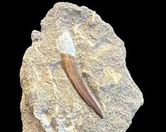 モロッコのプレシオサウルスの脊椎 化石 恐竜 モロッコのプレシオ