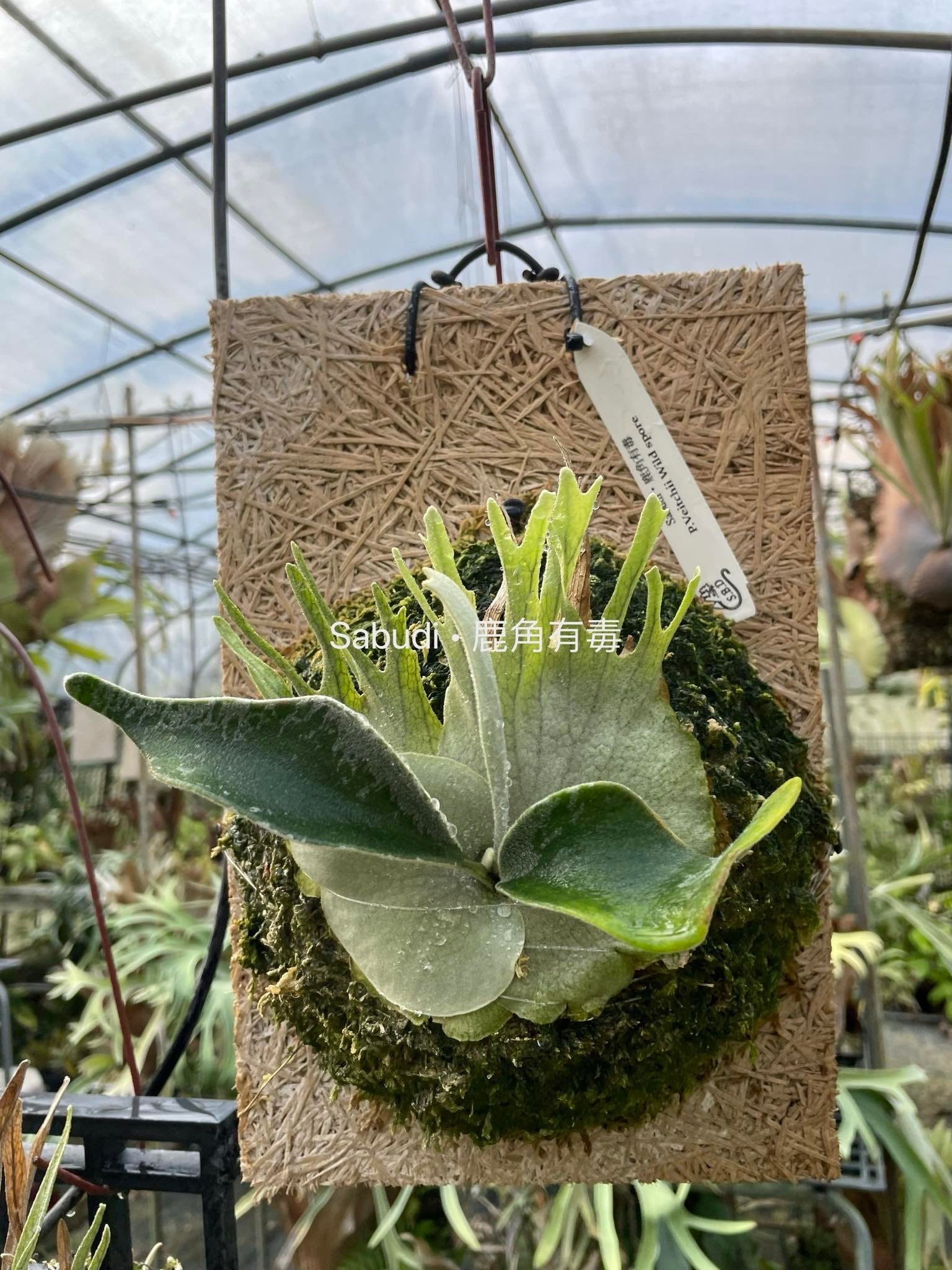 ビカクシダ ベイチーワイルド 子株 veitchii wildビカクシダveitchii