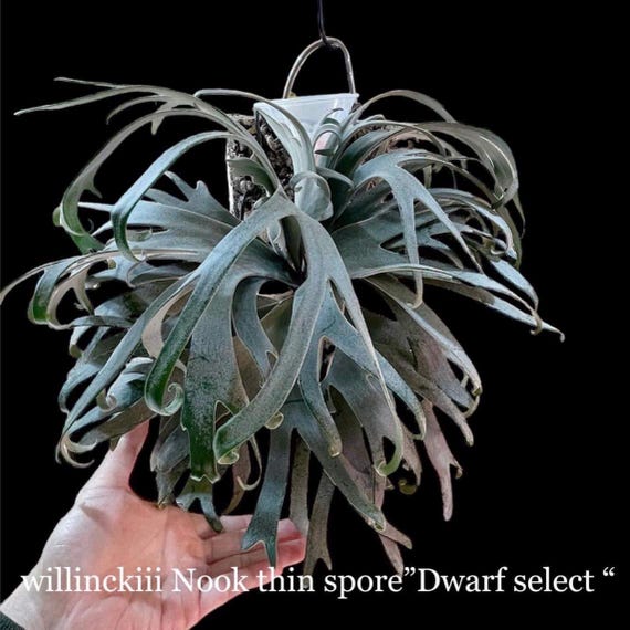 R*o様 エルブス ウィリンキー ビカクシダ 子株 ビ*☆様 エルブス