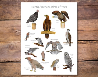 ワシントン州昼行性猛禽類フィールドガイド アートプリント / タカ