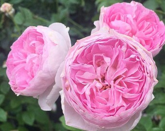 Mon Coeur 我的心モン クゥール Fragrance. Japanese Rose Continue