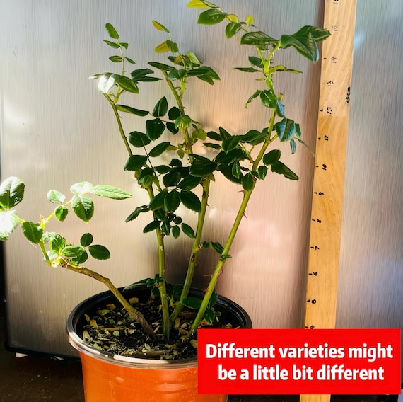 Rose Coffret. 首饰盒 Japanese Rose. Continue Blooming Cut Rose