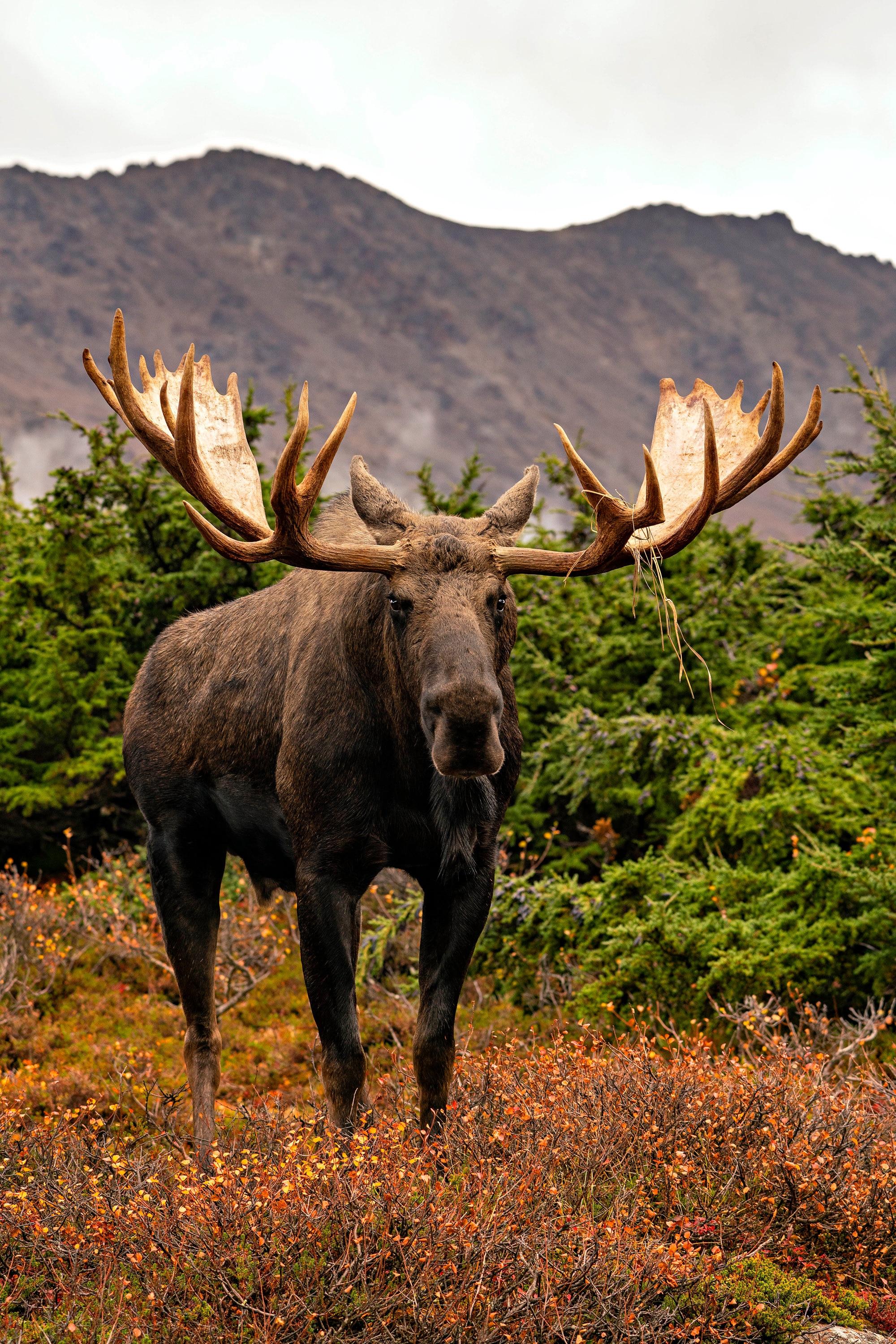 Giant Bull Moose Standing on Tundra, wildlife photography art