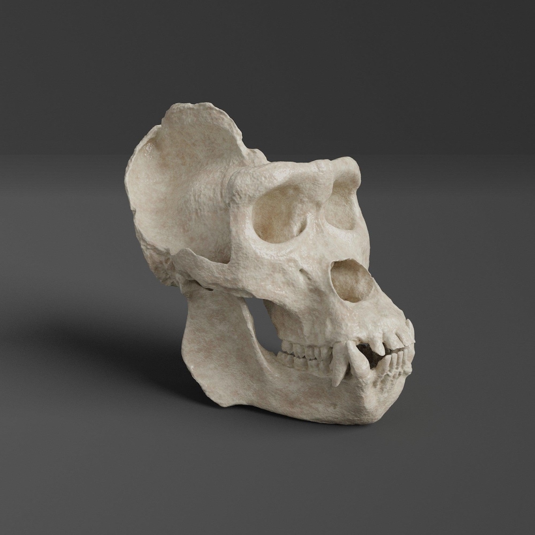 ゴリラの頭蓋骨のレプリカ（博物館品質） - Etsy 日本