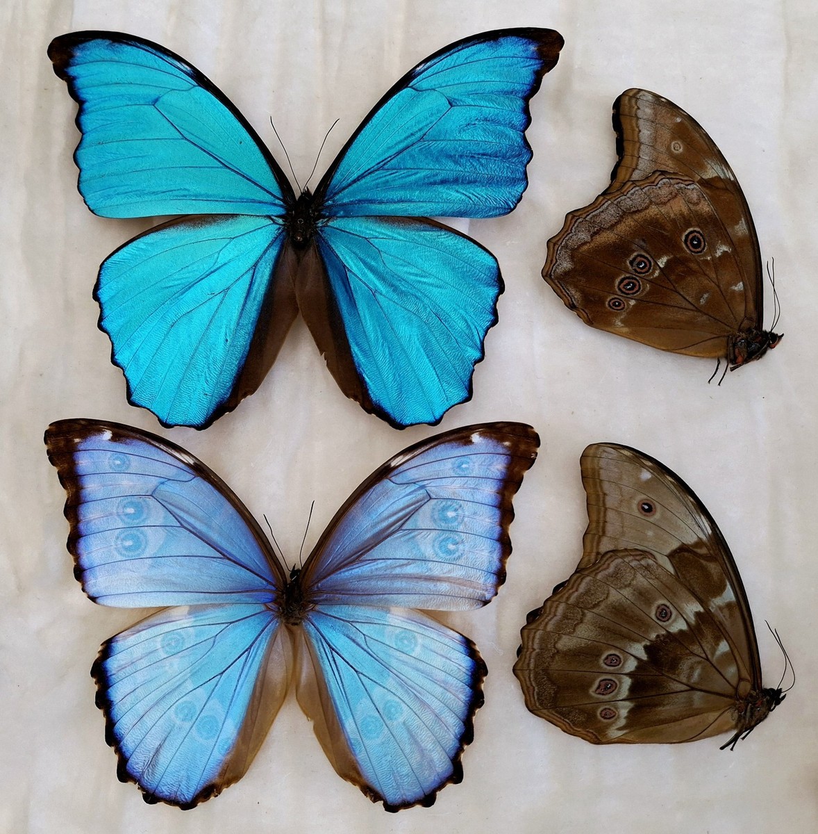 LOT OF 2 BLUE MORPHO GODARTI A1 & MORPHO DIDIUS A1 UNMOUNTED WINGS
