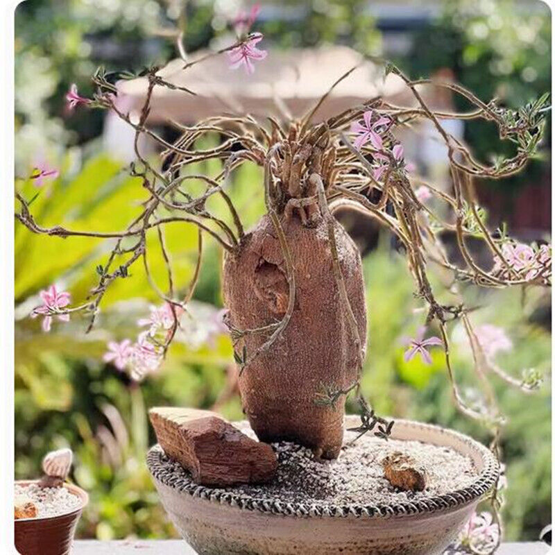 Pachypodium succulentum Roottuber Cactus Succulent Plant beautiful