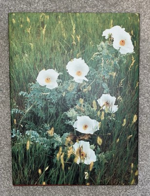 Rodeo Girl by Lisa Eisner, Hardcover Rare! Greybull Press | eBay