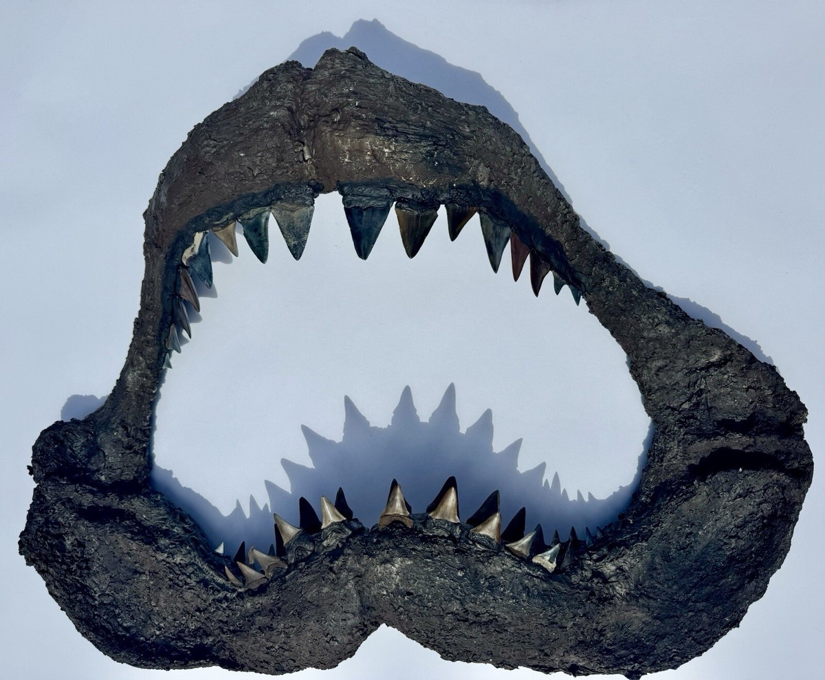 Fossilized Great White Shark Carcharodon Carcharias Teeth In