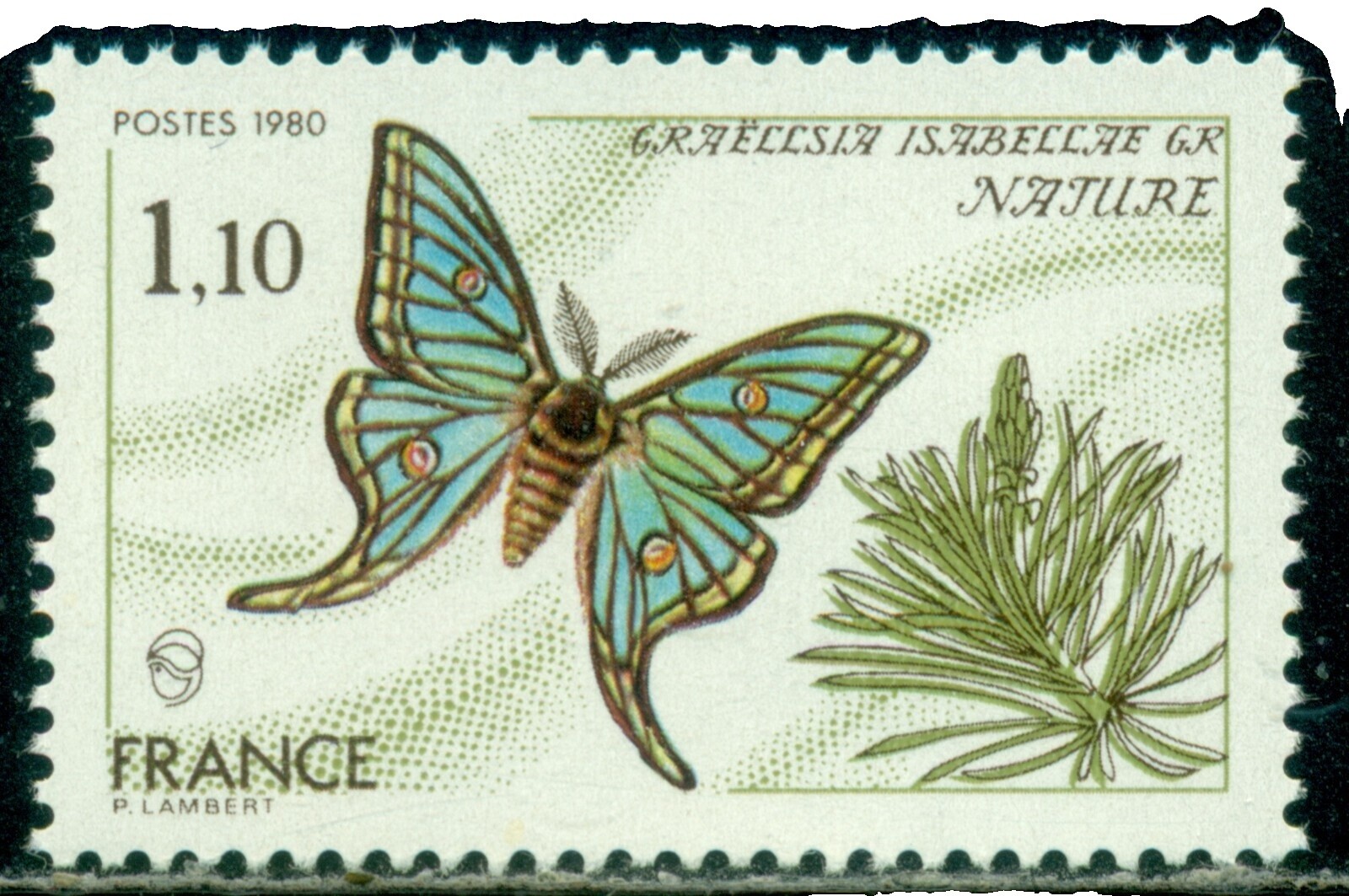 Graellsia Isabellae | eBay