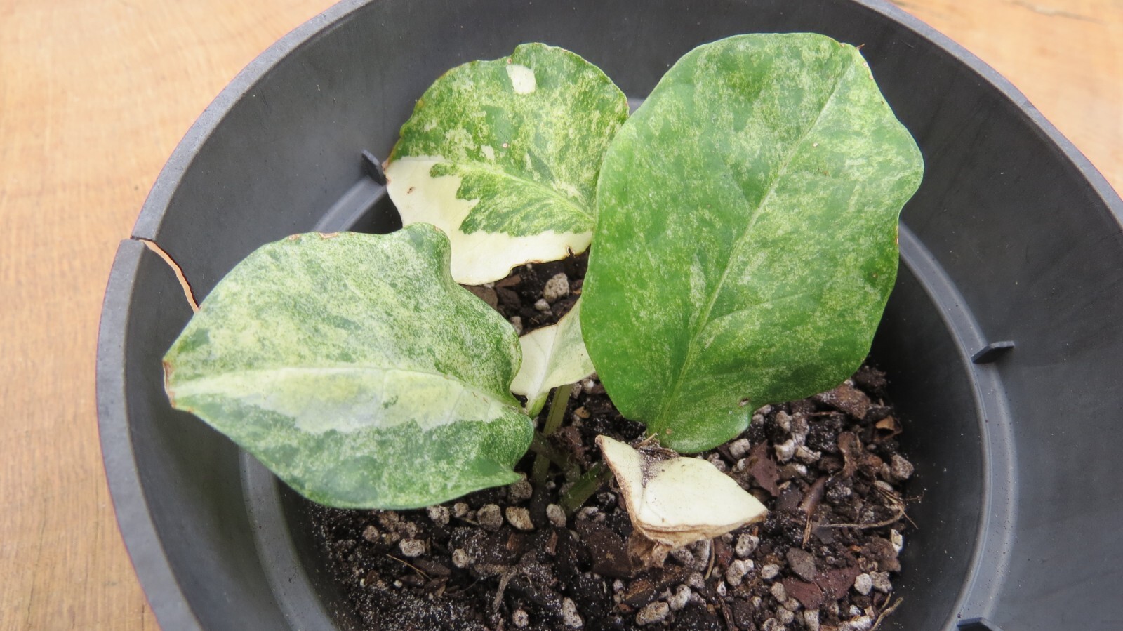 ZZ plant variegated (Zamioculcas Zamiifolia) Wild form | eBay