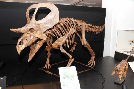植物食恐竜「角竜」迫力の化石 ちーたんの館で特別展 | おでかけ