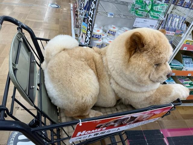カートが埋まって、お買い物できない！？ 巨大なモフモフ犬の姿に
