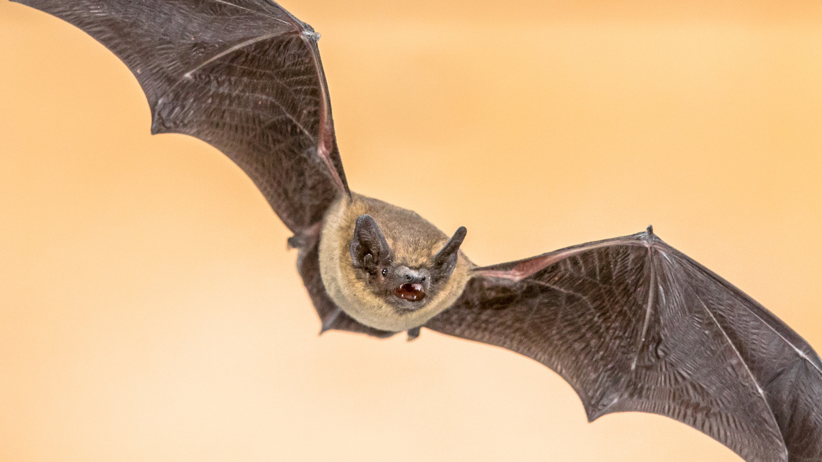 コウモリの音がどこから聞こえてくるのかが分かる装置が開発される