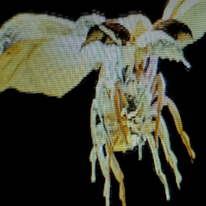 残像の愛し方 - Single by Tele | Spotify