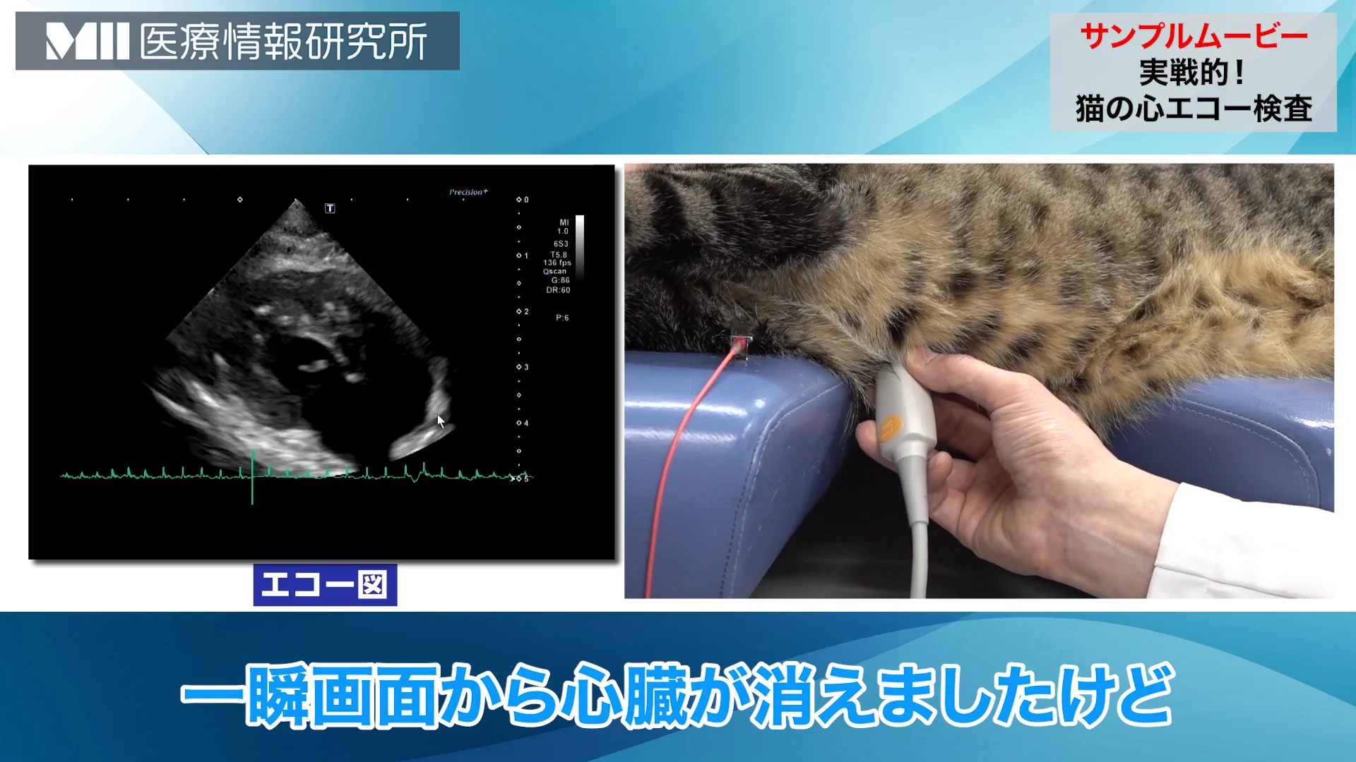 実戦的！猫の心エコー検査 | 株式会社 医療情報研究所