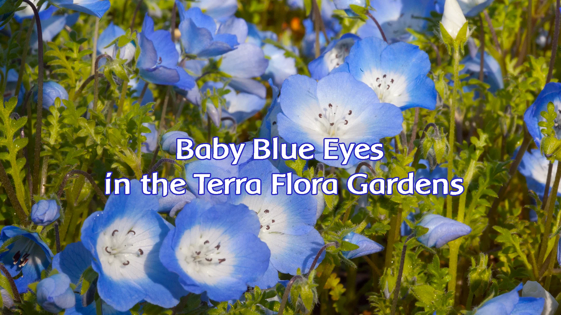 ベイビーブルーアイズ(ベビーブルーアイズ) | フラワーエッセンス