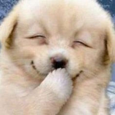 ボード「笑う動物」に最高のアイデア 13 件 | 笑う動物, 動物, 可愛