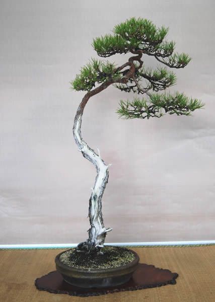 樹形（2）模様木と文人木 異なる風情で人気二分 - 盆栽主義 | 盆栽BONSAI