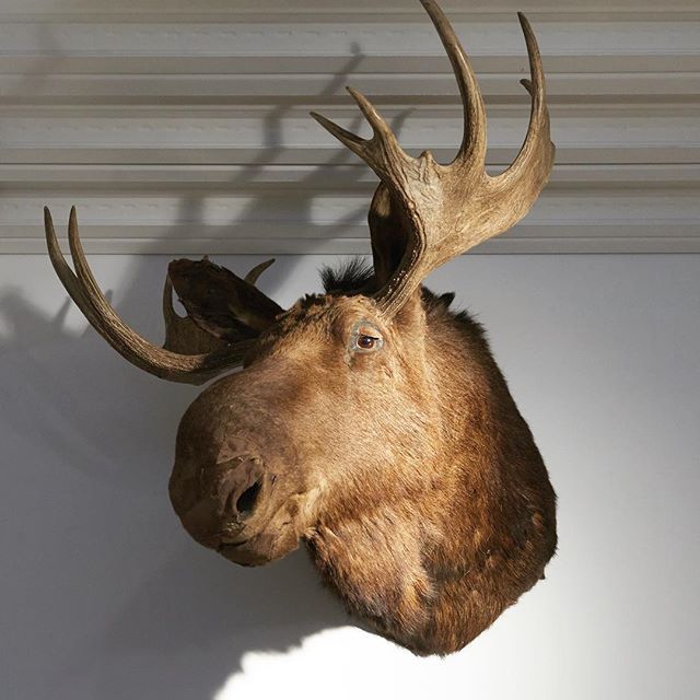 希少なヘラジカの剥製、特大のハンティングトロフィー