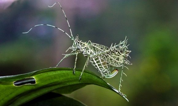 最終兵器キリギリス。茨を全身に巻き付けたようなトゲトゲしさを持つ
