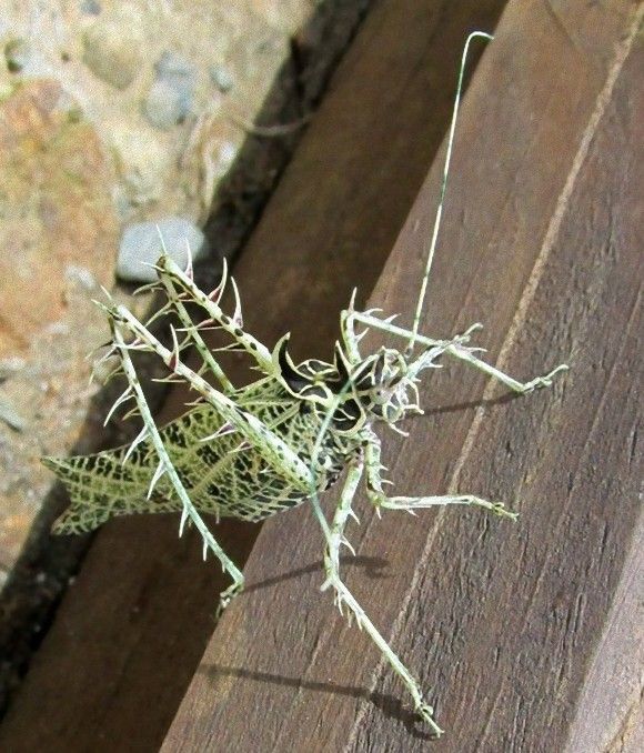 最終兵器キリギリス。茨を全身に巻き付けたようなトゲトゲしさを持つ