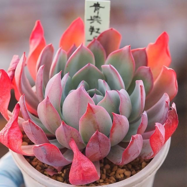 アズ on Instagram: “. 炎を纏ったような #青典牡丹 . . . #青典牡丹_