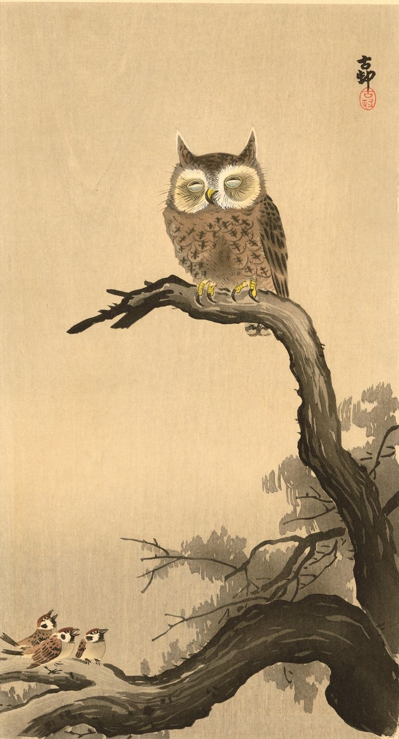 フクロウ ミミズク」のアイデア 11 件 | フクロウ ミミズク, フクロウ